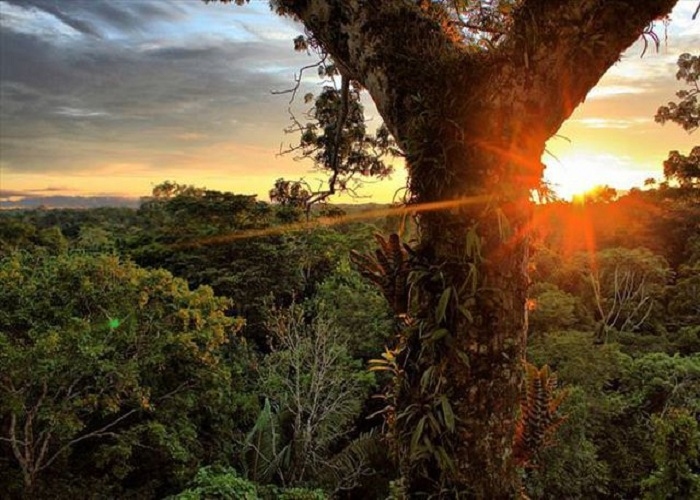 amazon, thưởng ngoạn 10 khu rừng đẹp nhất thế giới