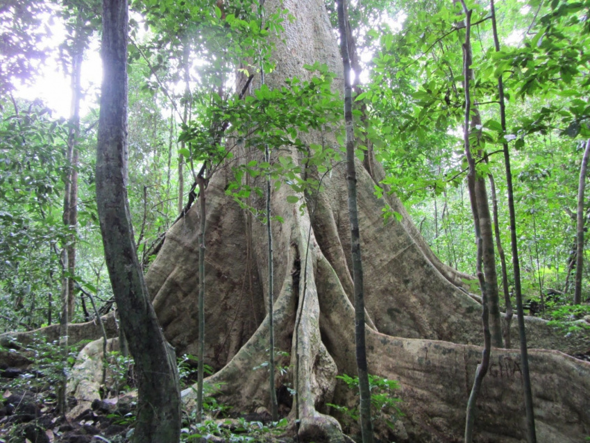 amazon, thưởng ngoạn 10 khu rừng đẹp nhất thế giới