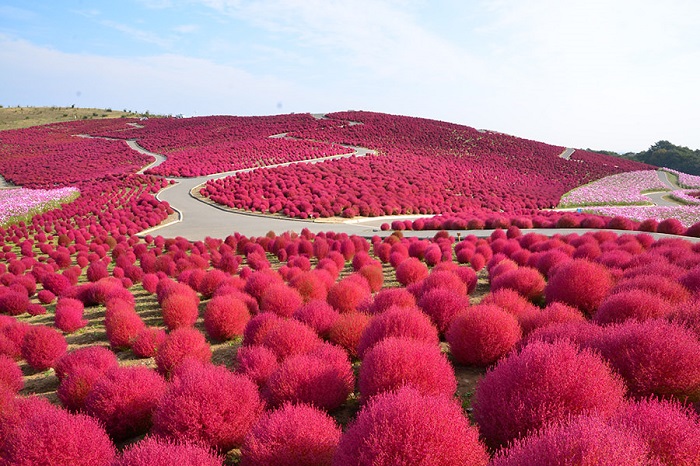 Đến Nhật Bản vào mùa thu, đừng bỏ qua những lễ hội hoa độc đáo