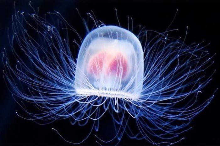 sứa bất tử, cá koi và những sinh vật sống thọ nhất trái đất