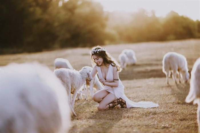 check-in những cánh đồng cừu ở việt nam được giới trẻ ưa thích