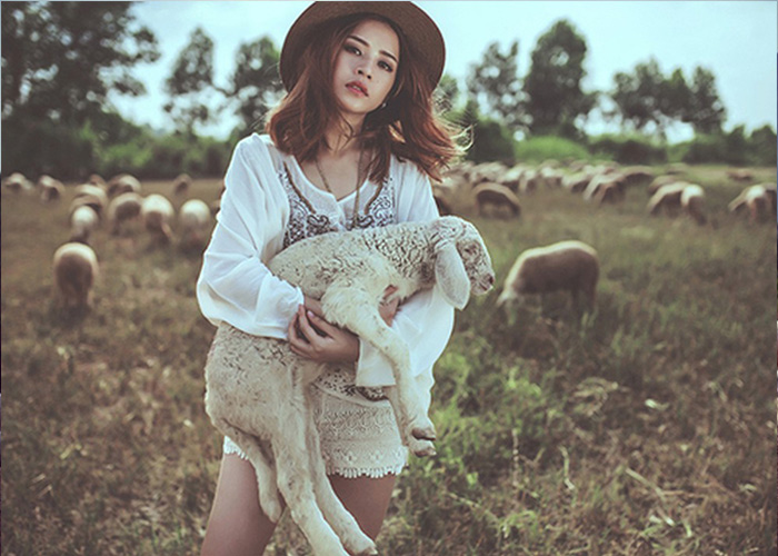 check-in những cánh đồng cừu ở việt nam được giới trẻ ưa thích