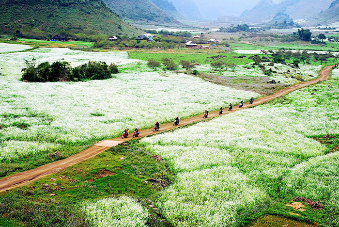 Đi đâu du lịch tháng 11 - Ngắm hoa tam giác mạch ở Hà Giang hay tắm nắng Phú Quốc?