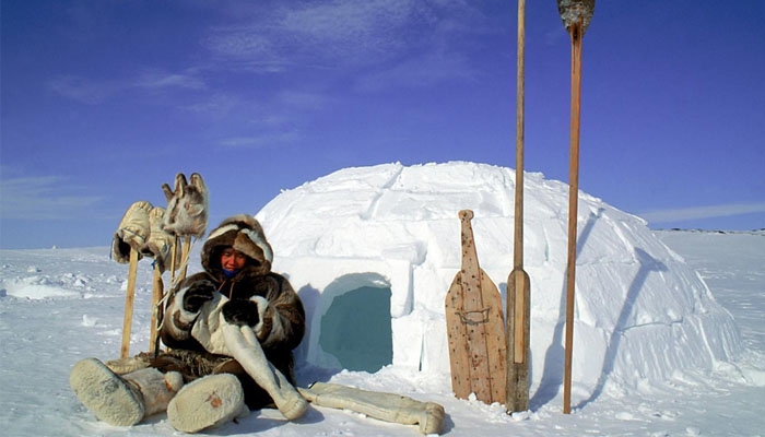 Lạ lùng kem Akutaq - món kem làm từ… mỡ động vật chỉ người Eskimo mới có