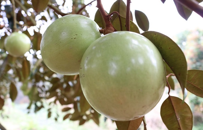 Du lịch miền Tây, sao có thể 'ngó lơ' 5 loại trái cây đặc sản sông nước miệt vườn