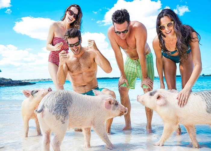 Ghé thăm thiên đường 'đảo lợn' ở Bahamas - nơi những chú lợn biết xin ăn, bơi lội cùng du khách