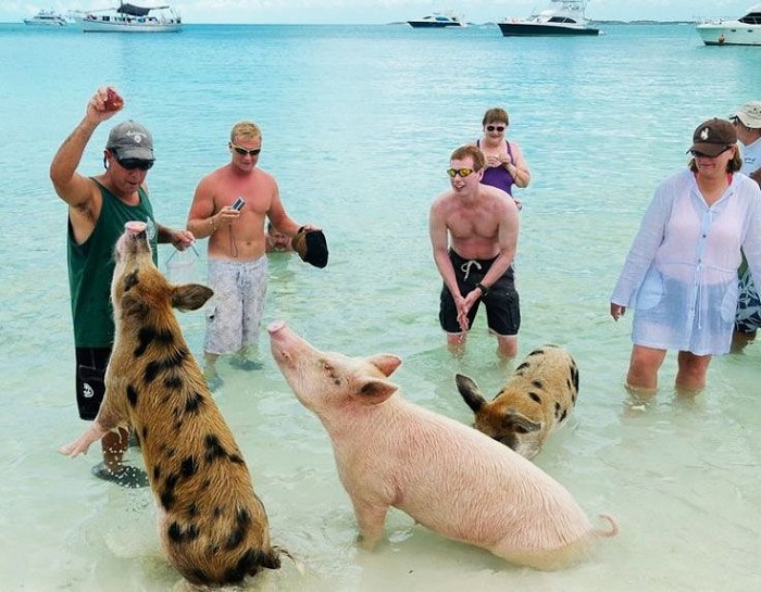 ghé thăm thiên đường 'đảo lợn' ở bahamas - nơi những chú lợn biết xin ăn, bơi lội cùng du khách