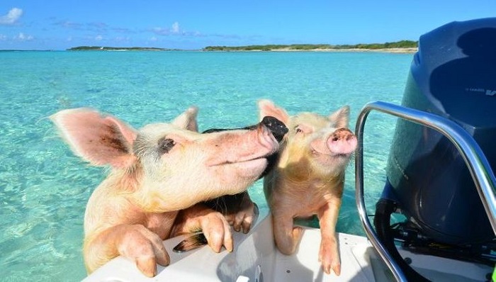 ghé thăm thiên đường 'đảo lợn' ở bahamas - nơi những chú lợn biết xin ăn, bơi lội cùng du khách