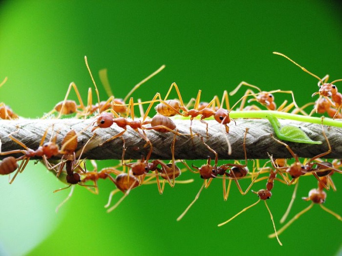 4 món ăn từ kiến không dành cho người sợ côn trùng
