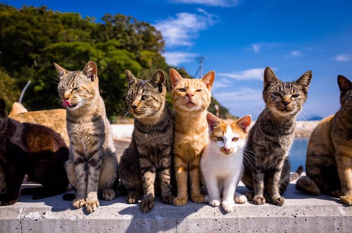 10 địa điểm du lịch mà những người yêu mèo muốn đổ xô đến ngay lập tức