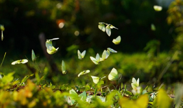 tây nguyên mùa bướm rực vàng trên những cung đường đầy nắng