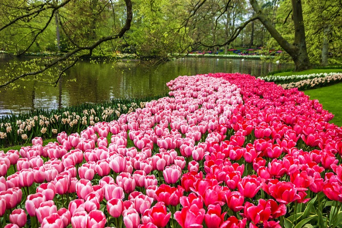 Hoa tulip: Hoa tulip là loài hoa đẹp lung linh với sắc đỏ, vàng, hồng, tím và trắng. Một cánh hoa tulip có đường cong tuyệt đẹp và từng cánh hoa thể hiện sự phức tạp của thiên nhiên. Hãy khám phá hình ảnh hoa tulip tuyệt đẹp này để đắm chìm trong vẻ đẹp của những bông hoa lộng lẫy này.