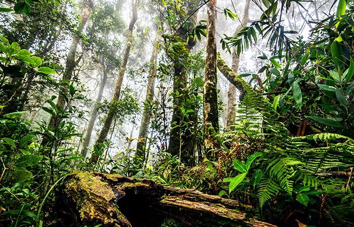 top 5 khu rừng nguyên sinh đẹp nhất việt nam