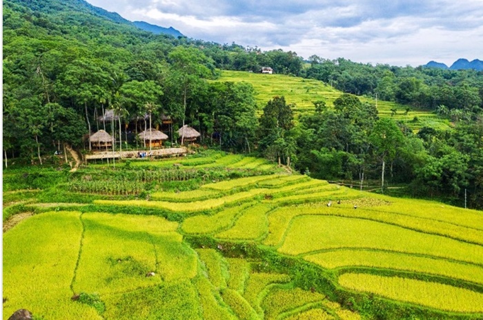 thả hồn trên những cánh đồng vàng ở pù luông - ninh bình