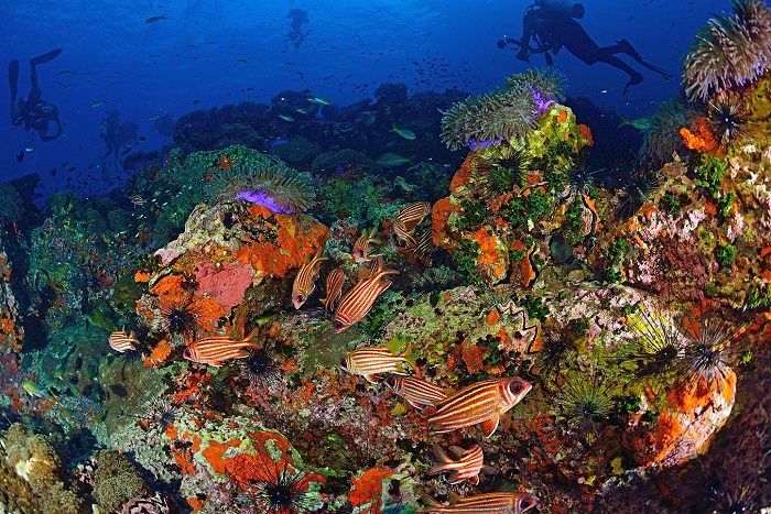 5 địa điểm học lặn biển hiệu quả nhất thế giới, cảnh lại đẹp khiến dân tình phát sốt