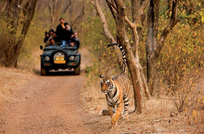 7 khu du lịch safari đưa du khách vào miền hoang dã