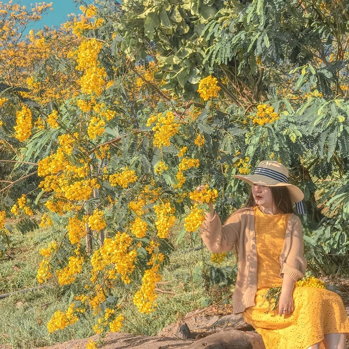 nếu yêu màu vàng, bạn không thể bỏ qua những mùa hoa trái đang nở rộ trên khắp việt nam