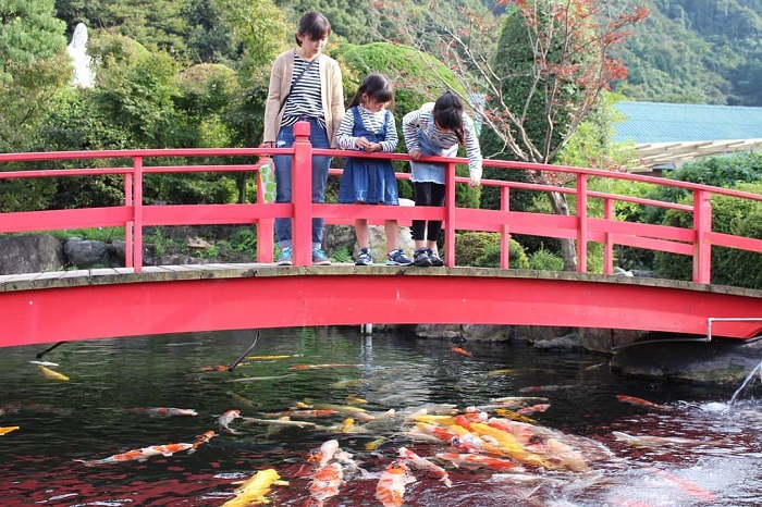 2 địa điểm ngắm cá koi nhật vừa đẹp, vừa có nhiều góc sống ảo 'xịn sò'