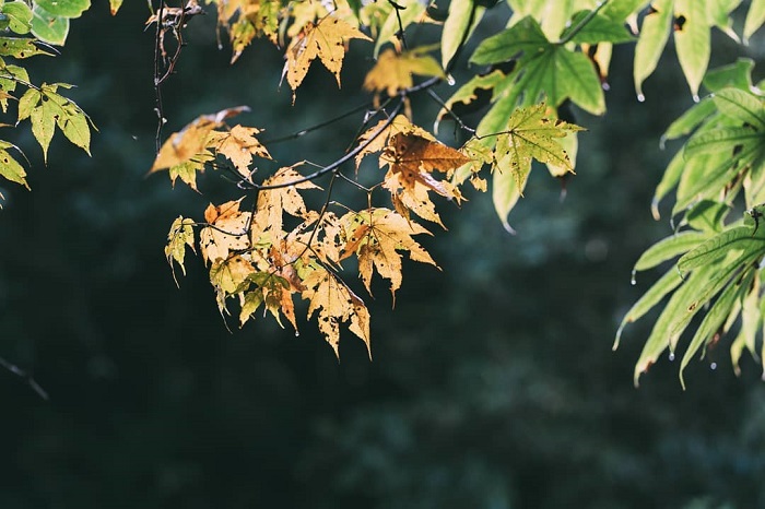 5 điểm ngắm lá phong đẹp ở tây bắc mùa cuối năm