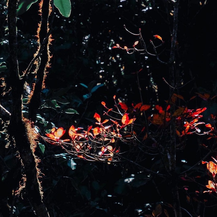 2 khu rừng ma quái ở việt nam đẹp như phim, có cả điểm quay mv đom đóm của jack 