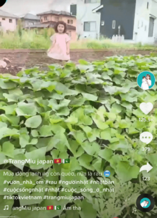 Ngạc nhiên với nhiều loại rau ở Việt Nam sang Nhật lại bị nhầm là cỏ, mọc dại đầy đường không ai ăn