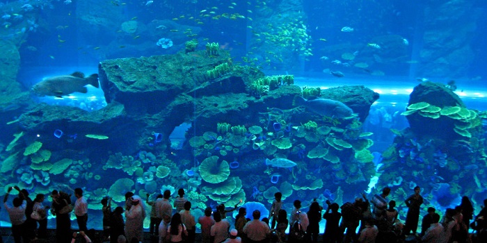 top những thủy cung lớn nhất thế giới - điểm đến lý tưởng cho những người yêu đại dương