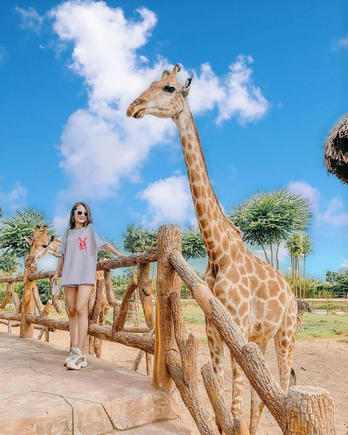 amazon, trực tiếp cho thú ăn, ngắm thú ở cự ly gần tại 3 vườn thú safari lớn nhất việt nam
