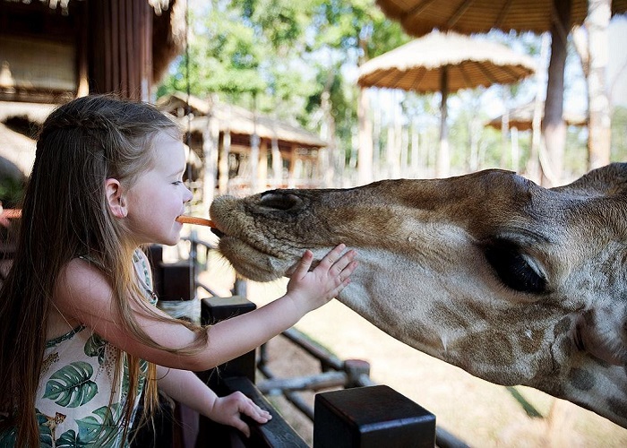 amazon, trực tiếp cho thú ăn, ngắm thú ở cự ly gần tại 3 vườn thú safari lớn nhất việt nam