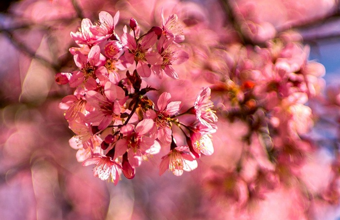 3 mùa hoa màu hồng của việt nam đẹp 'lụi tim' 