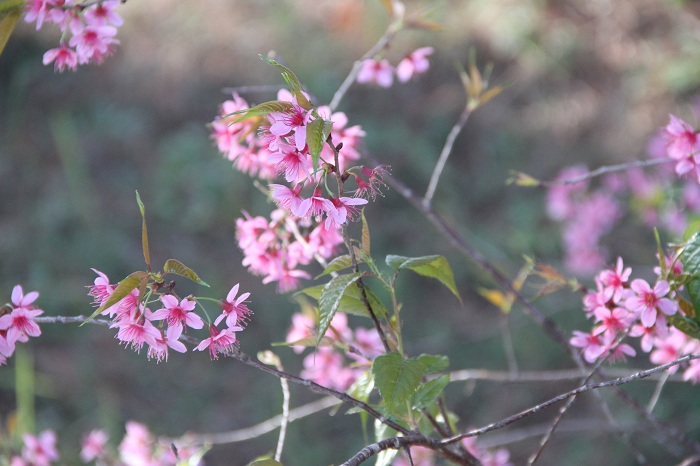 3 mùa hoa màu hồng của việt nam đẹp 'lụi tim' 