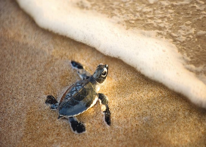 Trải nghiệm ngắm rùa con nở tại những 'bãi biển rùa' độc đáo nhất thế giới