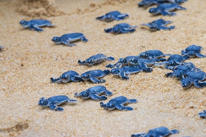 trải nghiệm ngắm rùa con nở tại những 'bãi biển rùa' độc đáo nhất thế giới