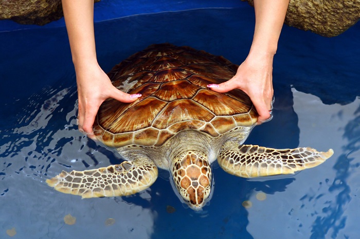 trải nghiệm ngắm rùa con nở tại những 'bãi biển rùa' độc đáo nhất thế giới