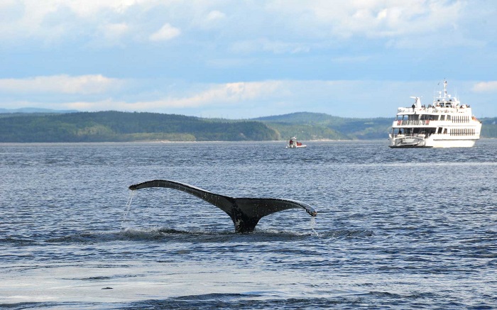 lưu lại khoảnh khắc tuyệt vời nhất chuyến đi mùa hè này với trải nghiệm bơi cùng cá voi