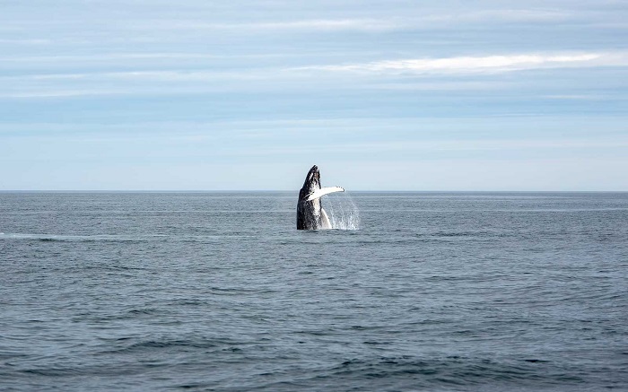lưu lại khoảnh khắc tuyệt vời nhất chuyến đi mùa hè này với trải nghiệm bơi cùng cá voi