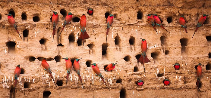 amazon, top 7 địa điểm ngắm chim quý hiếm tốt nhất thế giới cho người yêu thiên nhiên