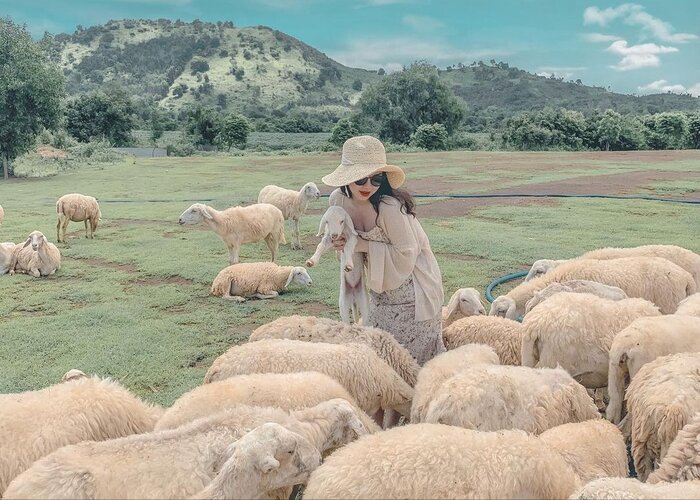 Chill hết nấc trên các đồng cừu nổi tiếng ở Việt Nam