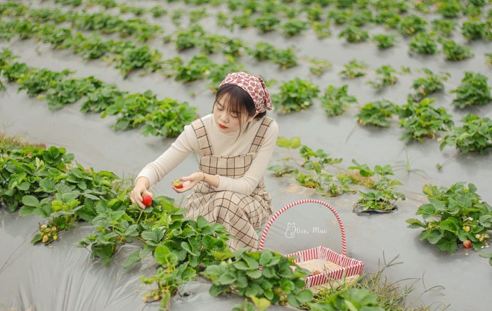 Lạc bước giữa những nông trại đẹp ở Việt Nam 'sống ảo' như cổ tích