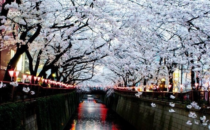 du lịch nhật bản, du lịch nước ngoài, thế giới đó đây, tinh khí võ sĩ đạo trong hồn hoa sakura