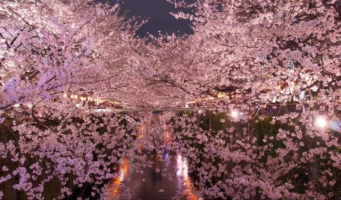 du lịch nhật bản, du lịch nước ngoài, thế giới đó đây, tinh khí võ sĩ đạo trong hồn hoa sakura