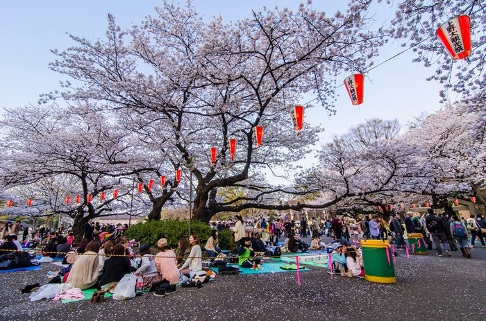 cảnh đẹp mộc châu, cánh đồng hoa hà giang, du lịch hà giang, du lịch sapa, du lịch đà lạt, hoa đào ở lóng luông, rực rỡ sắc màu lễ hội hanami ở nhật bản