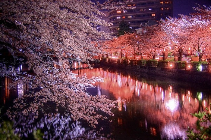Những chốn hẹn hò lãng mạn trong mùa hoa anh đào Nhật Bản