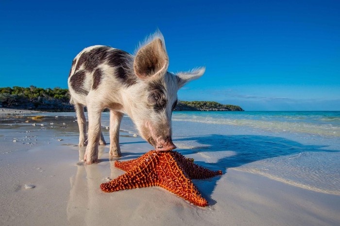 Thử tài bơi lội cùng đại gia đình lợn ở quần đảo Bahamas