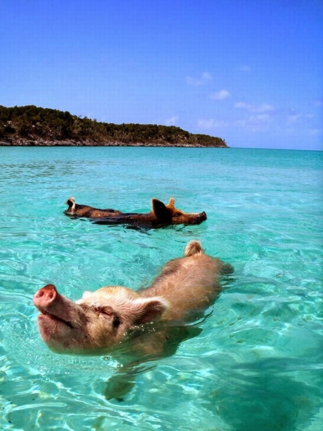 du lịch biển đảo, du lịch lễ 30/4, kinh nghiệm du lịch, thế giới đó đây, thử tài bơi lội cùng đại gia đình lợn ở quần đảo bahamas