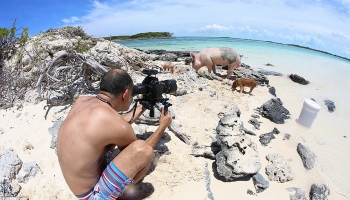 du lịch biển đảo, du lịch lễ 30/4, kinh nghiệm du lịch, thế giới đó đây, thử tài bơi lội cùng đại gia đình lợn ở quần đảo bahamas