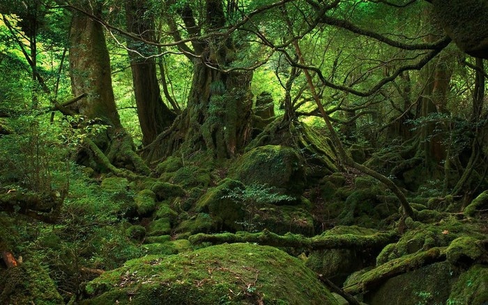 crooked forest, khám phá lâm đồng, rừng hallerbos, rừng tre ở arashiyama, thế giới đó đây, đầm lầy rêu, chu du đó đây cùng những cánh rừng đẹp ma mị