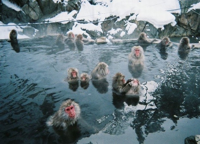 cảnh đẹp thế giới, du lịch nhật bản, du lịch thế giới, thế giới đó đây, trải nghiệm tắm suối nước nóng cùng khỉ tại nhật