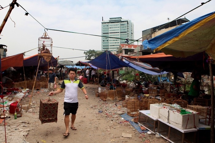 Khám phá Chợ chim cảnh nhộn nhịp ở thủ đô Hà Nội