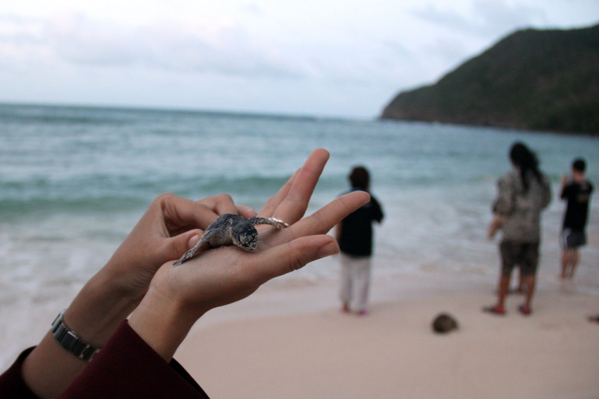 cảnh đẹp hoang sơ, du khách nước ngoài, du lịch biển đảo, du lịch côn đảo, tận hưởng ngày hè thú vị với mùa rùa đẻ trứng ở côn đảo