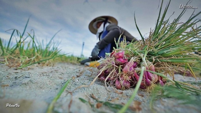 du lịch quảng ngãi, khám phá đà nẵng, đảo lý sơn, bay trên đảo lý sơn cảm nhận vẻ đẹp ngây ngất lòng